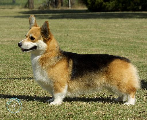 Welsh Corgi Pembroke 9R022-067.jpg
